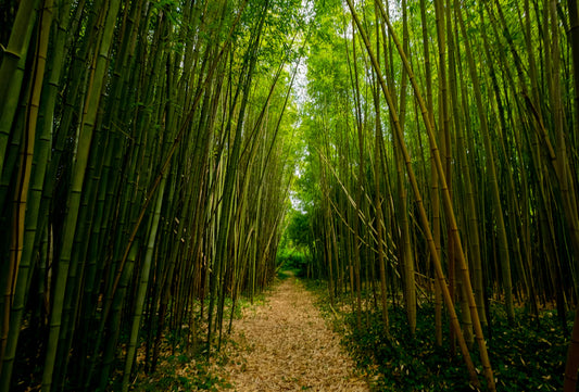 Discover Bamboo The Ultimate Sustainable Resource